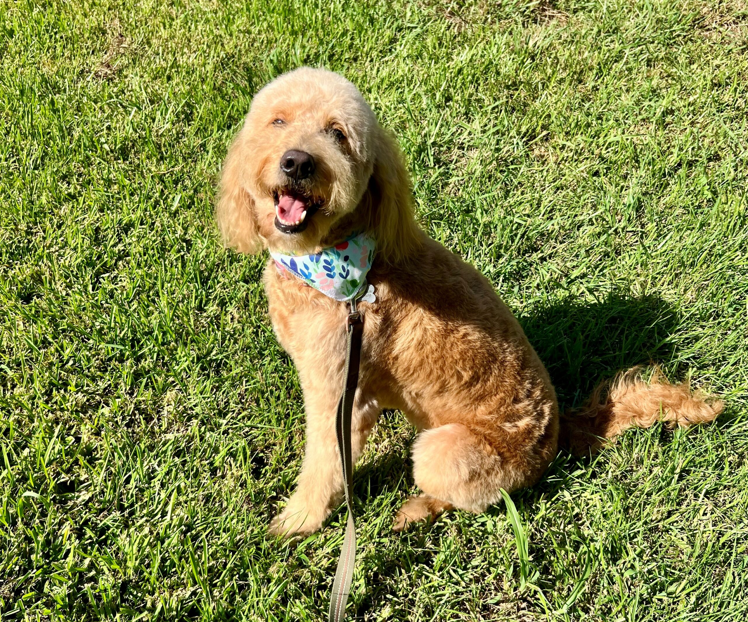 Female Goldendoodle Beautiful female Goldendoodle in green grass