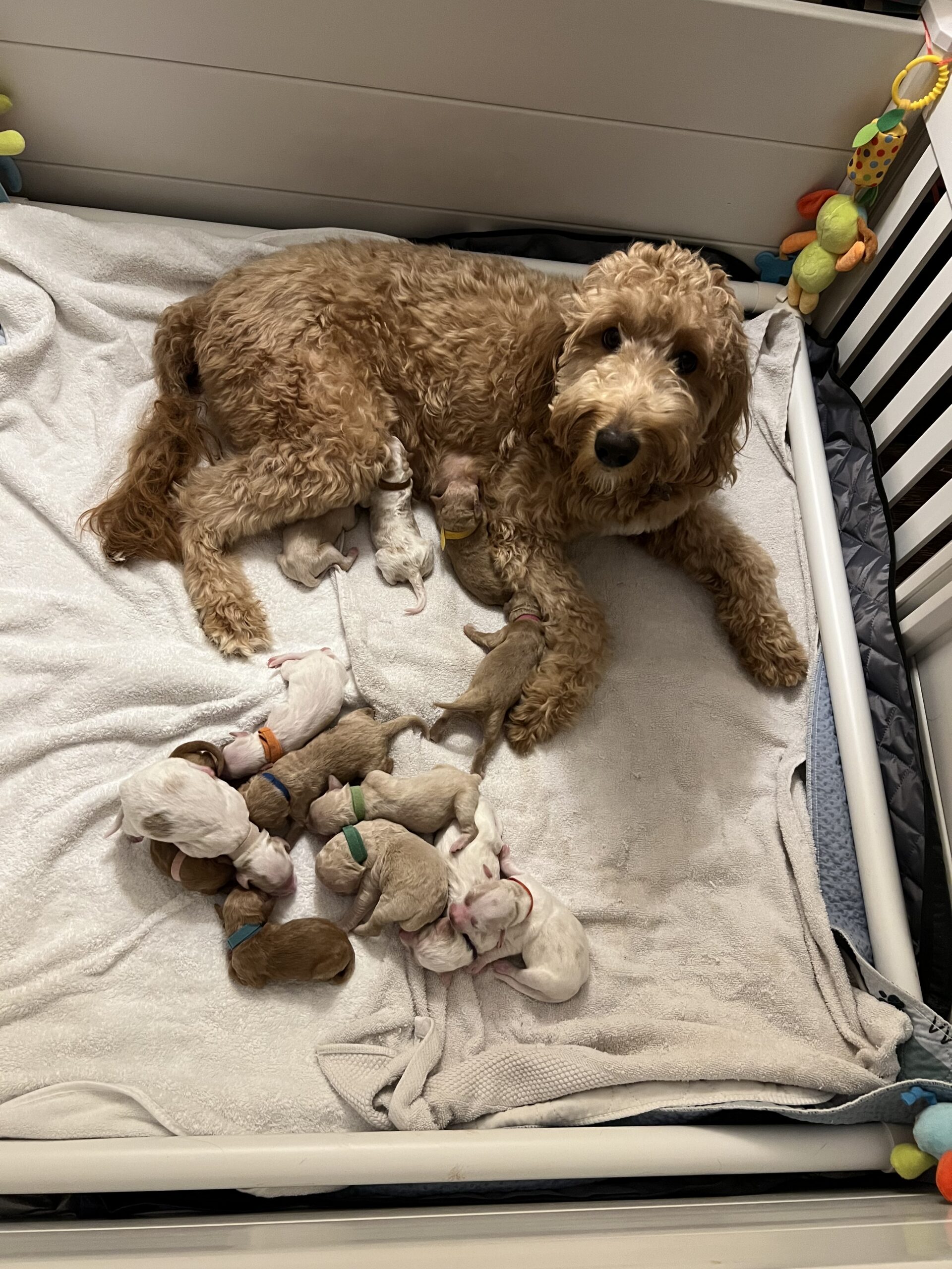 Abbey’s puppies are 3 weeks old! They are Goldendoodles 
