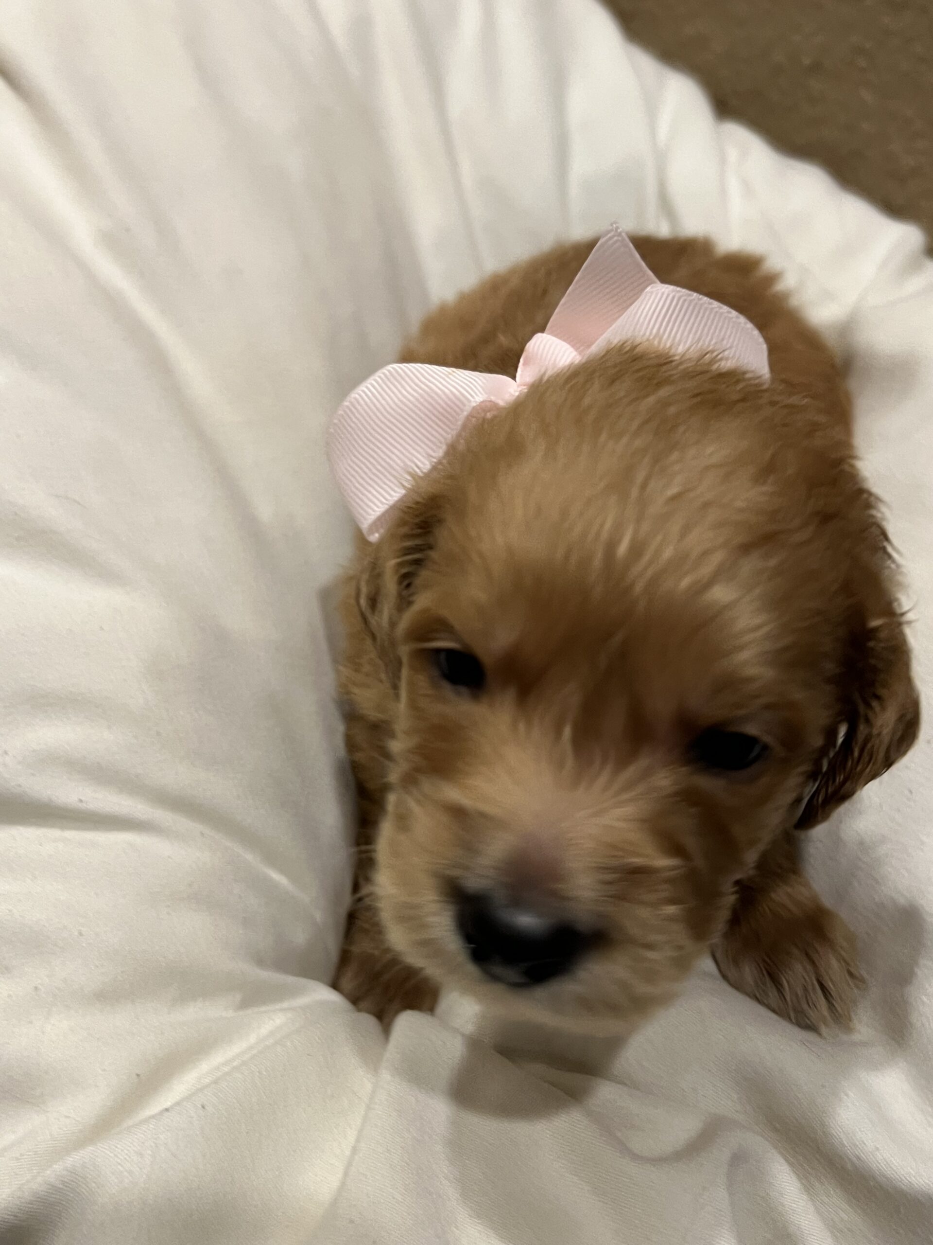 Minnie is a 3 week old female Goldendoodle! She is the purple bow baby