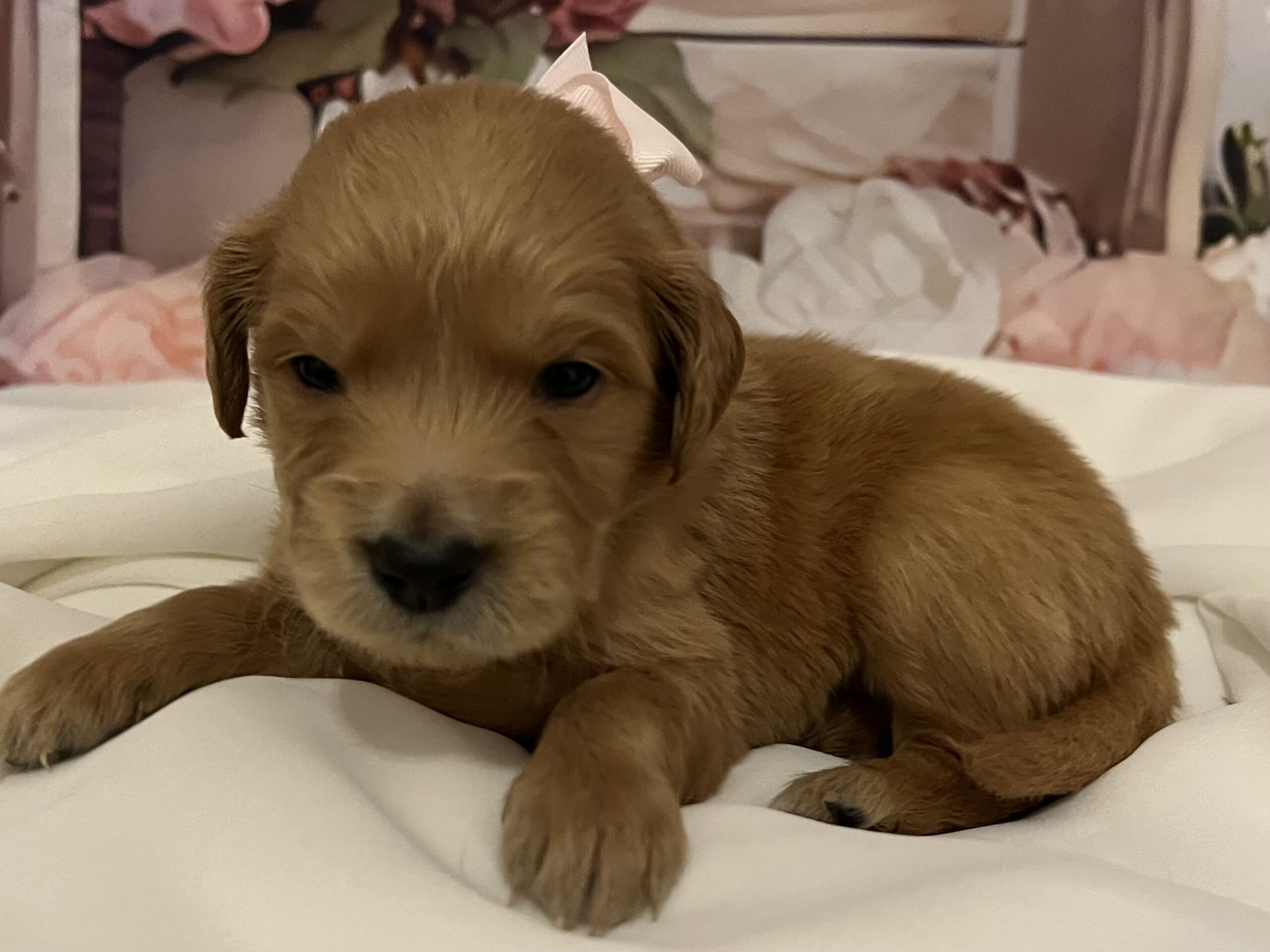 3week old female Goldendoodle 