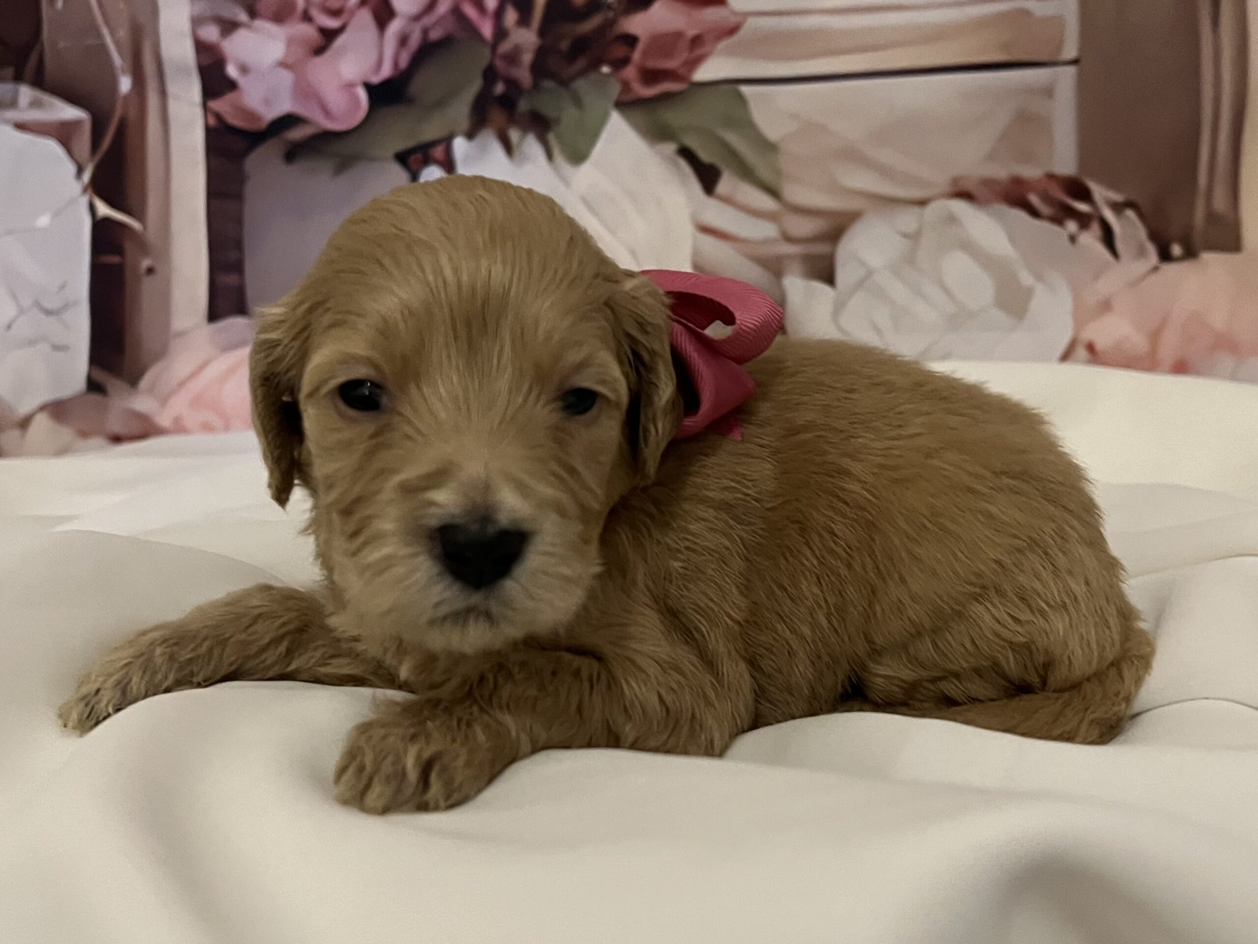 IMG_9200 Anna is a 3 week old female Goldendoodle! She is the dark pink bow baby.