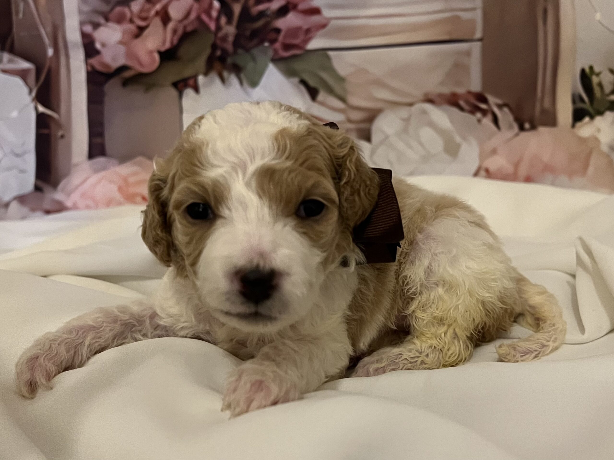IMG_9204 Pocohantas is a 3 week old female Goldendoodle! She is the brown bow baby.