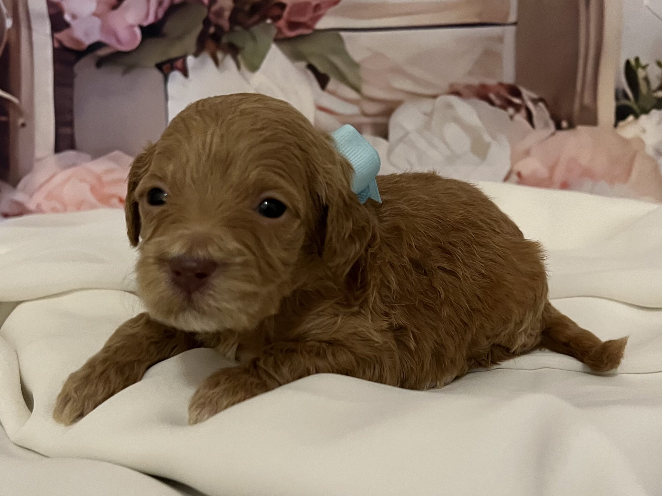 IMG_9215 Elsa is a 3 week old female Goldendoodle! She is the light blue bow baby.