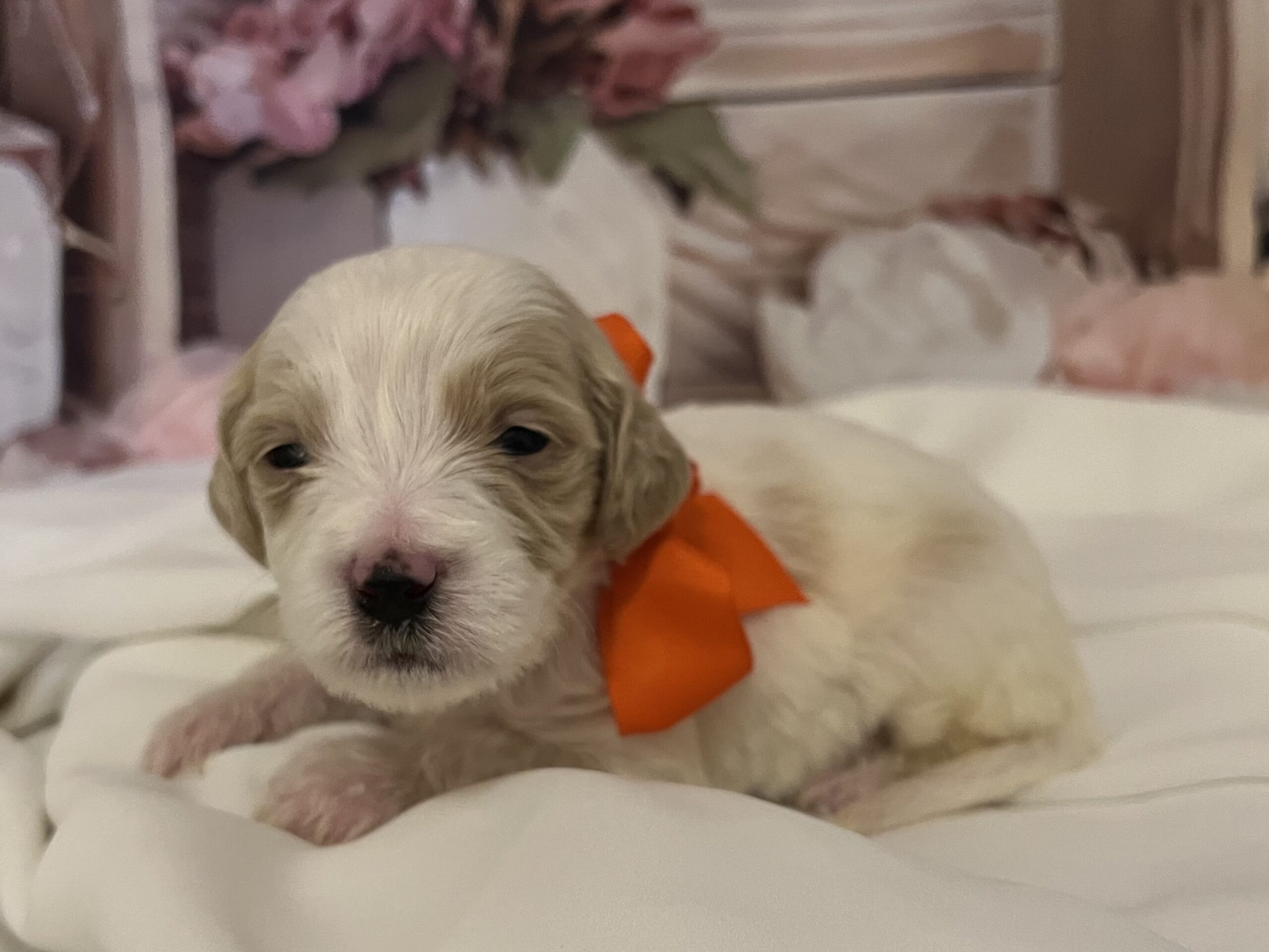 IMG_9231 Tigger is a 3werk old male Goldendoodle ! He is the orange bow puppy
