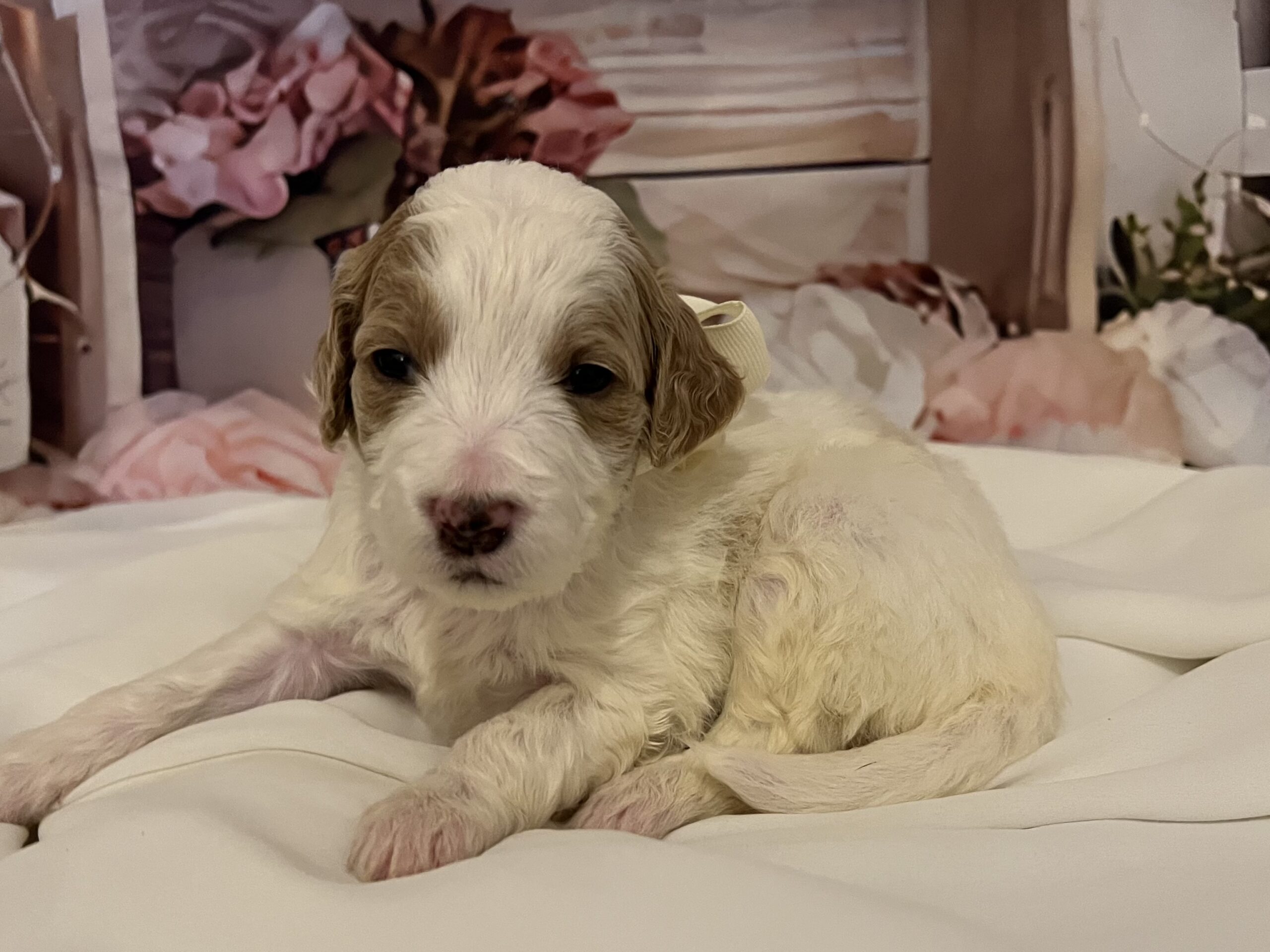 IMG_9235 Olaf is a 3 week old male Goldendoodle! He is the white bow