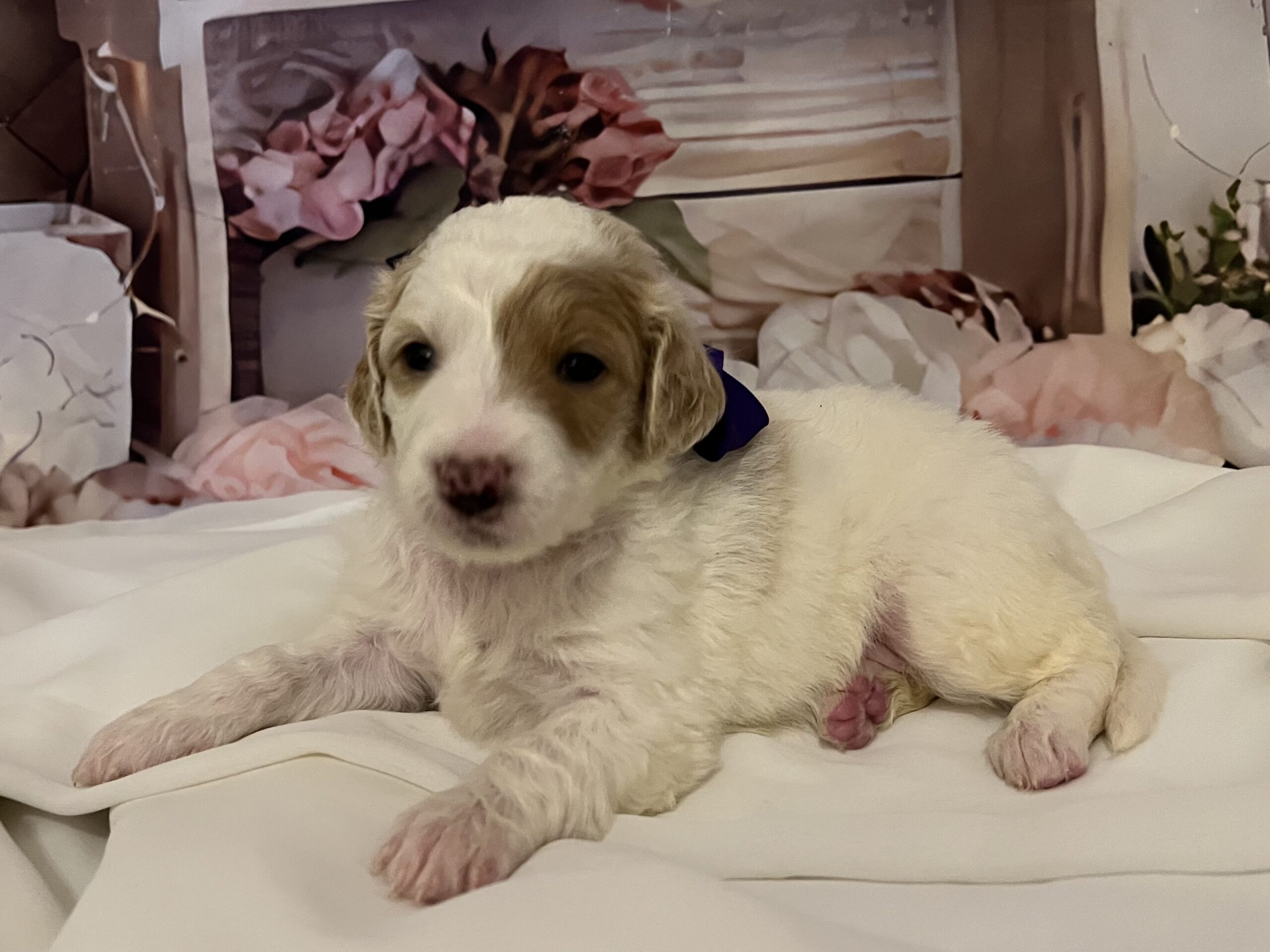 1-Week Old Goldendoodle Female with Purple Bow