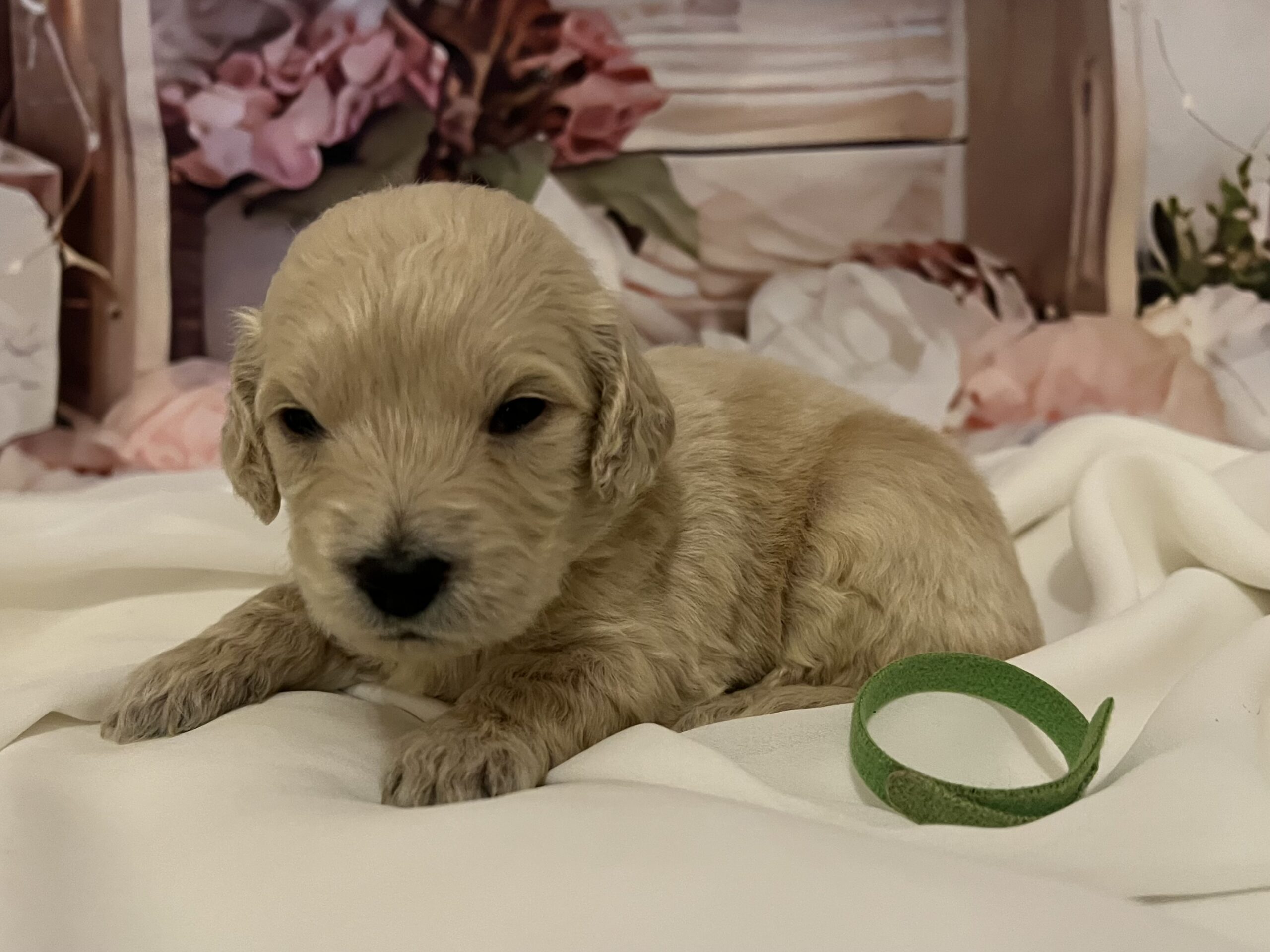 IMG_9253 Mowgli is a male 3 week old Goldendoodle! He is the light green collar.