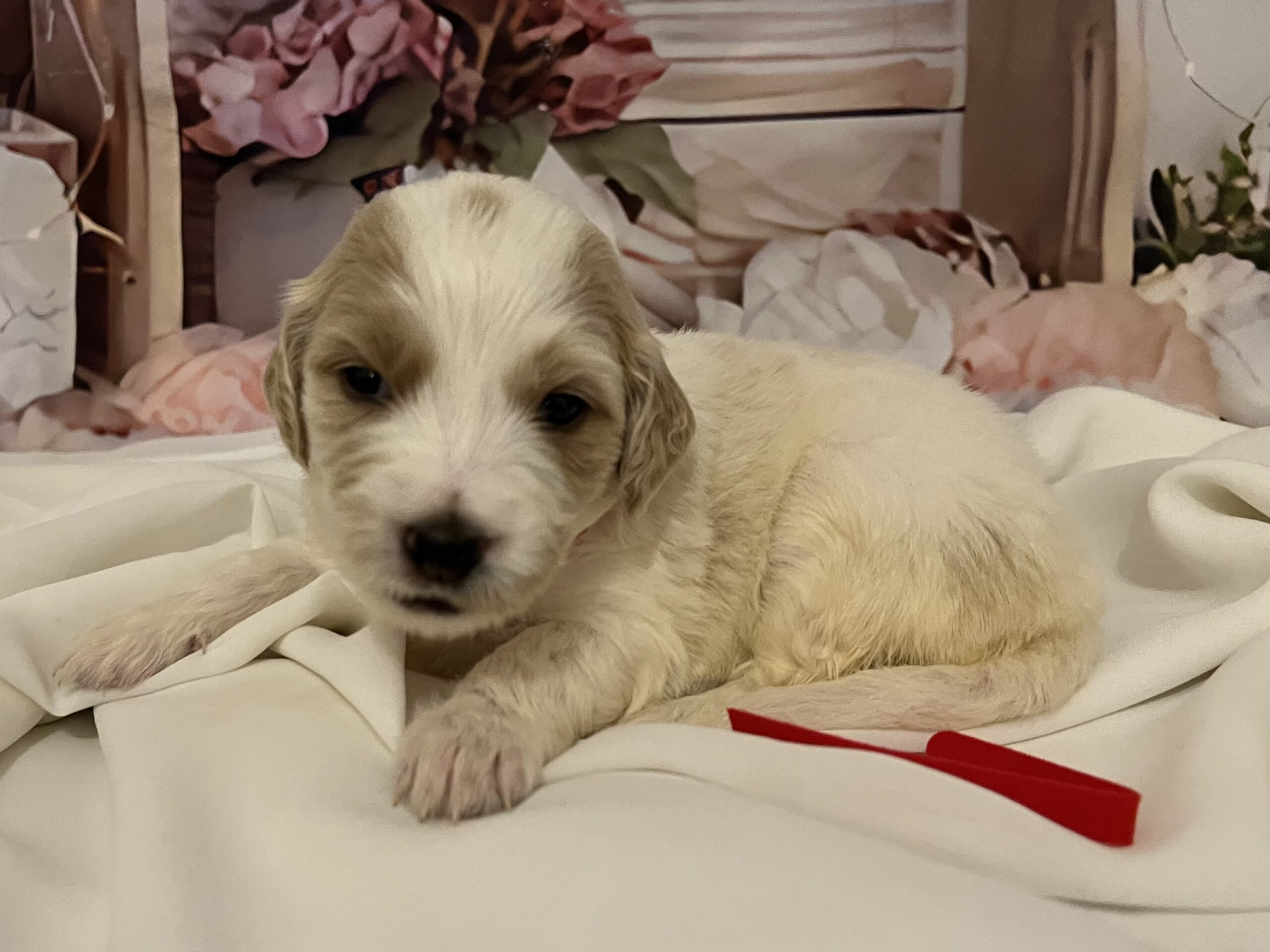 IMG_9265 Lady is a 3 week old female Goldendoodle! She is the red collar baby.