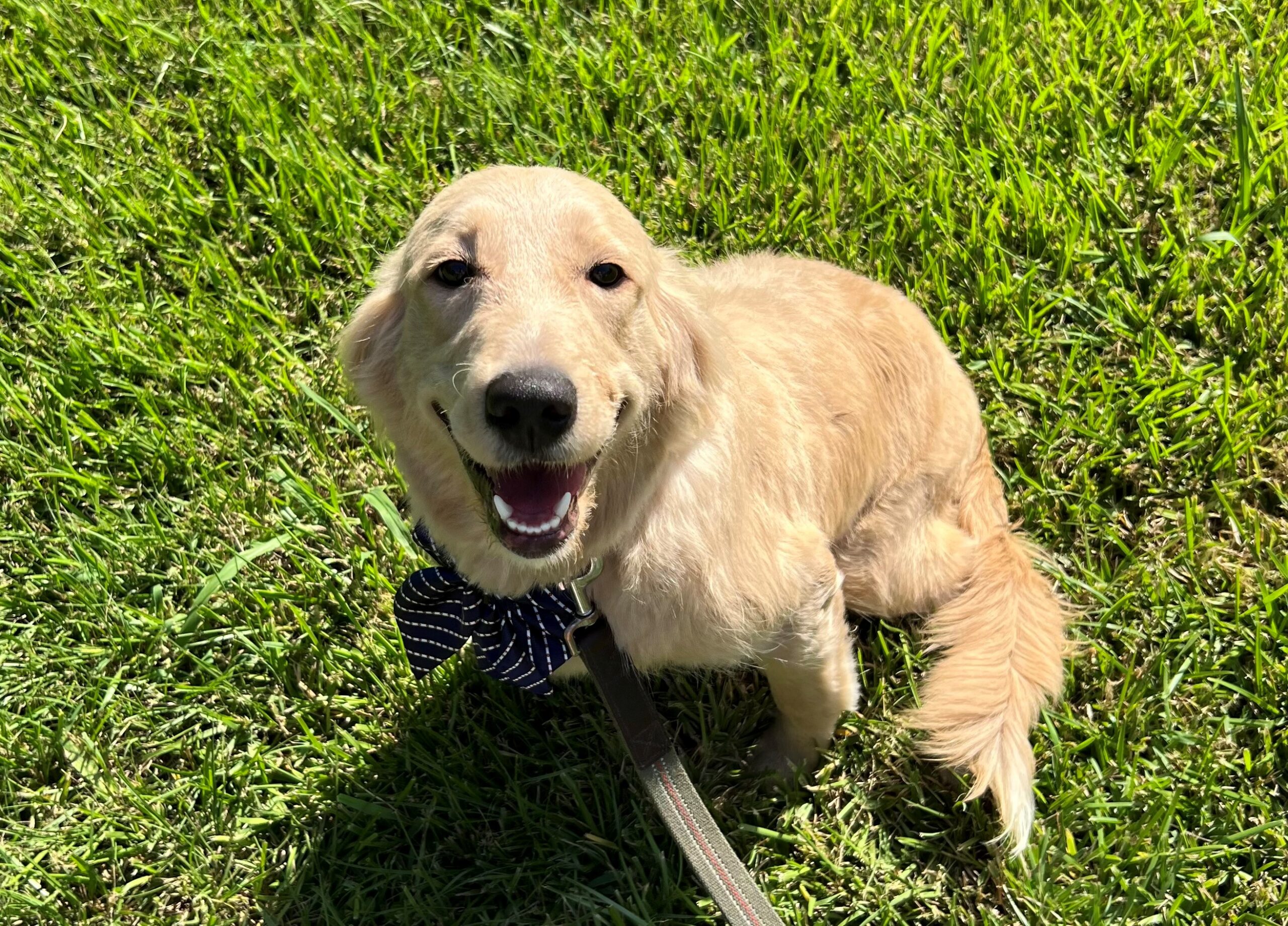 Goldendoodle Male Smiling at Camera in green Grass