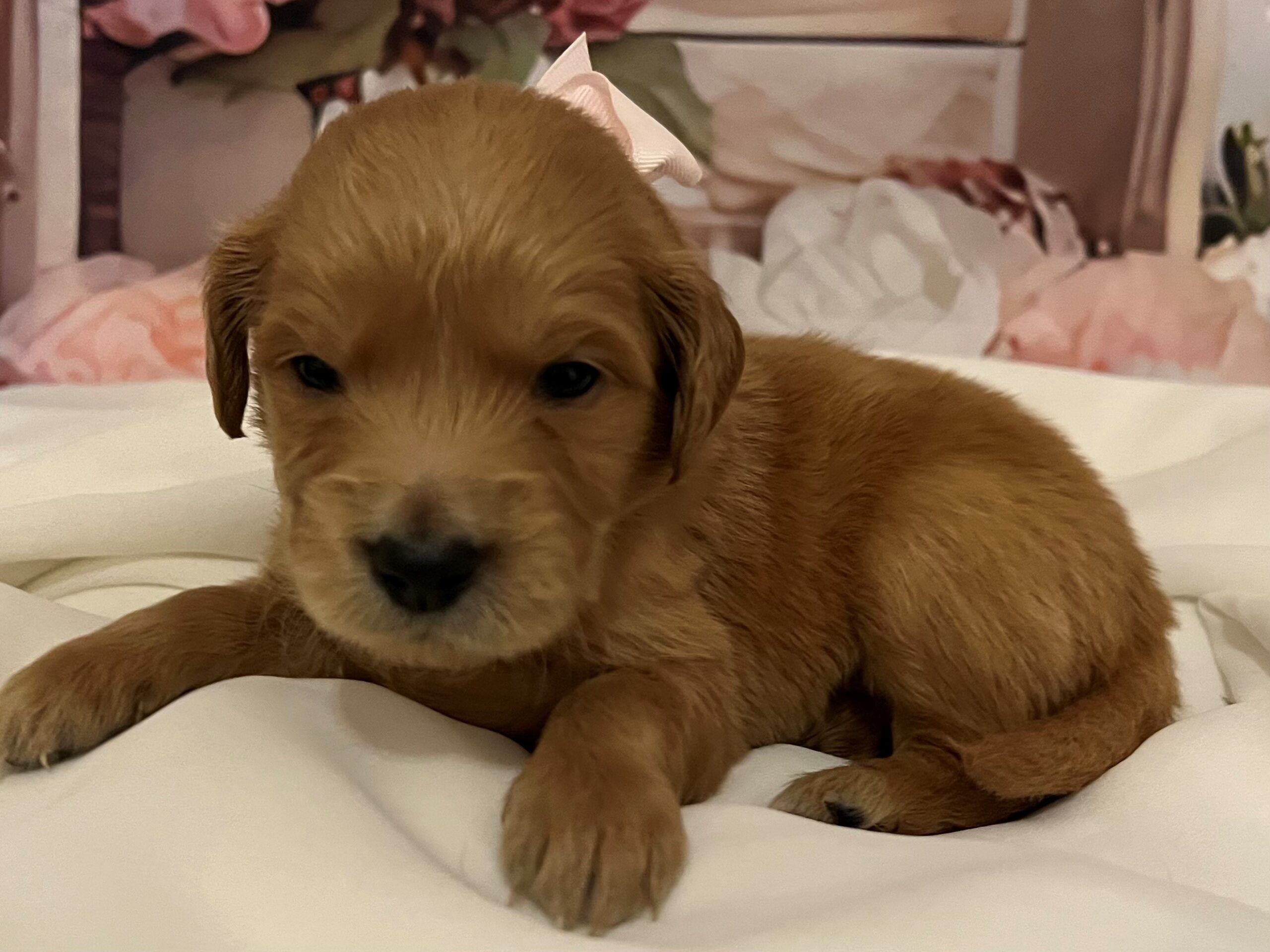 Female Goldendoodle Puppy - Aurora
