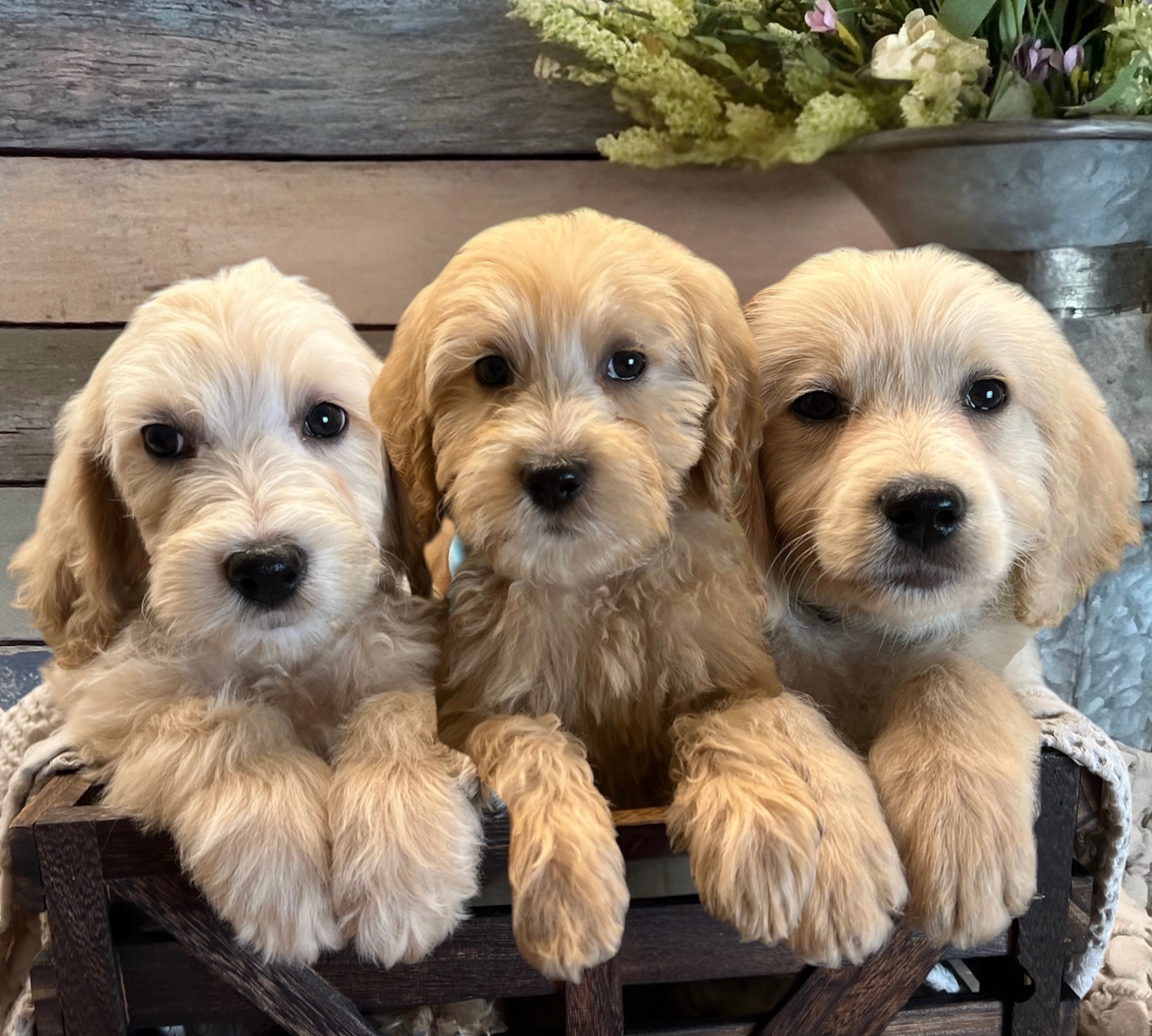 Three 9 week old puppies in a basket